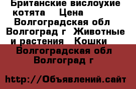 Британские вислоухие котята. › Цена ­ 1 000 - Волгоградская обл., Волгоград г. Животные и растения » Кошки   . Волгоградская обл.,Волгоград г.